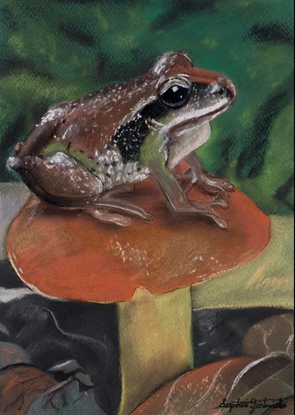 The Frog Prince